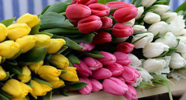 Tulips. Photo Sputnik / Said Tsarnaev
https://sputnik-ossetia.ru/North_Ossetia/20180307/5939921.html