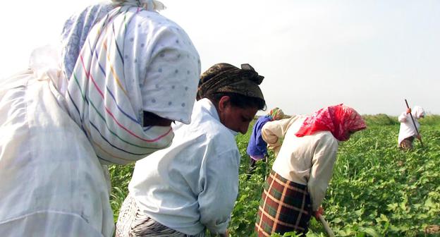 Cotton growers, Azerbaijan, June 2018. Photo: Meydan TV. Cotton growers, Azerbaijan, June 2018. Photo: Meydan TV.
