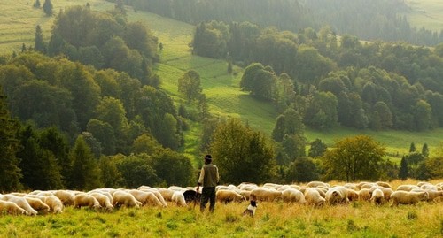 A shepherd with a herd of sheep. Photo: pixabay.com/