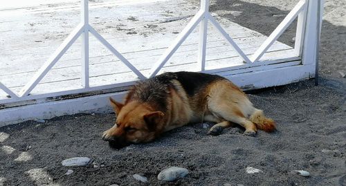 Stray dog at the Sochi beach. Photo by Svetlana Kravchenko for the Caucasian Knot