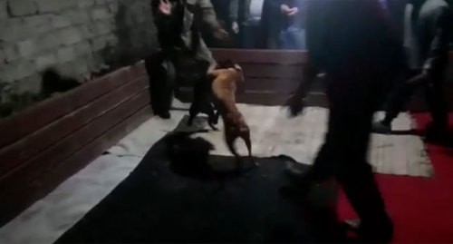 Screenshot of the video of dog fights, published by the Ministry of Internal Affairs of Azerbaijan https://www.facebook.com/polisazerbaycan/posts/2553923998158231