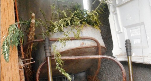 A bush of wild hemp seized from the yard of Nikolai Zakharchenko, a pensioner. Photo from the website of the Ministry of Internal Affairs of KBR https://07.мвд.рф/news/item/20871761