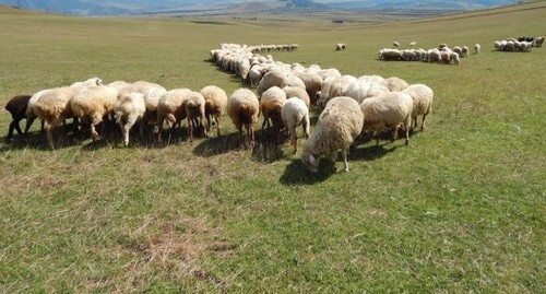 The pastures in the Gegarkunik Region of Armenia. Photo: http://armenpress.am
