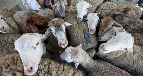 Sacrificial animals. Photo by Aziz Karimov for the Caucasian Knot