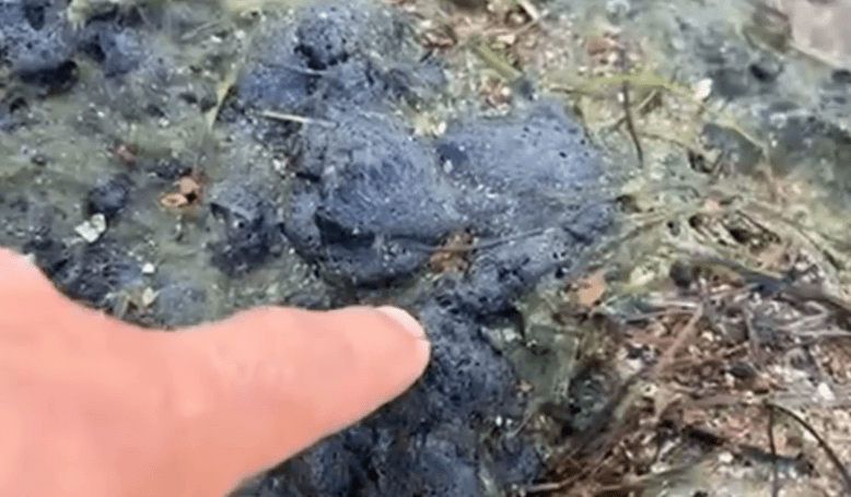 A volunteer shows fuel oil emissions on the coast. Still frame from a video from the Telegram channel of the Dolphins headquarters from 23.08.25, https://t.me/shtab_delfin/1077