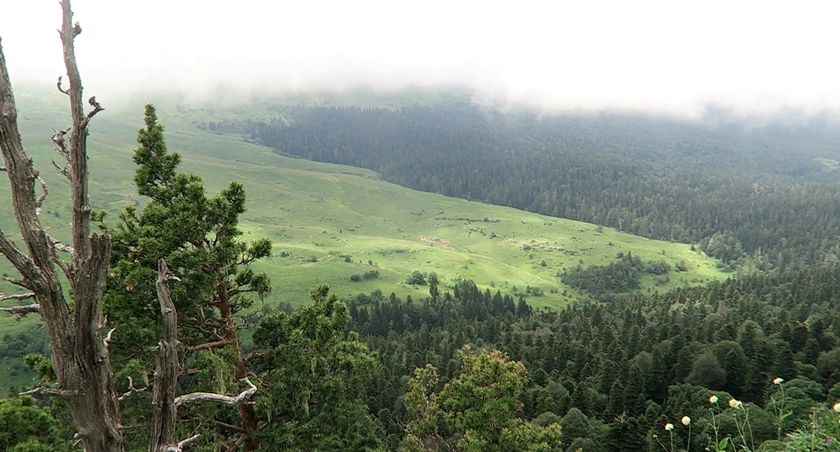 The Lagonaki Plateau. A still from a video by Sasha Kolpakov https://www.youtube.com/watch?v=3nB8lQHTBjc