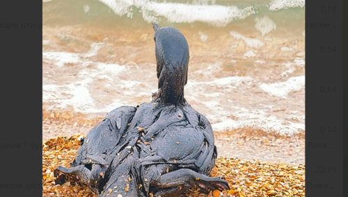 Bird in fuel oil on the seashore. Screenshot of a photo from the Telegram channel "Makovozovy" from 11.04.26, https://t.me/makovozovy/57683 Bird in fuel oil on the seashore. Screenshot of a photo from the Telegram channel "Makovozovy" from 11.04.26, https://t.me/makovozovy/57683