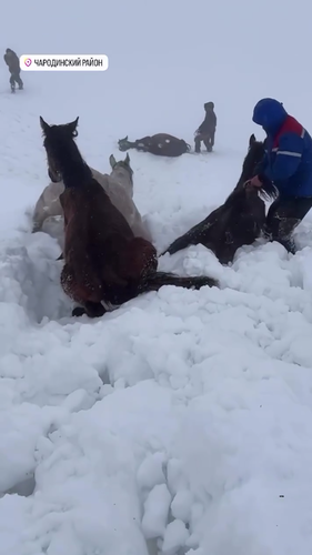 Still: Residents of the Charodinsky District ask for help rescuing animals. Photo: Novoye Delo / Telegram channel? Still: Residents of the Charodinsky District ask for help rescuing animals. Photo: Novoye Delo / Telegram channel?