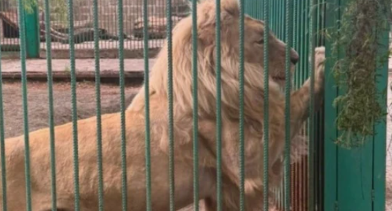 Lion from Tsarukyan's zoo. Screenshot from photo https://newsarmenia.am/news/society/sk-armenii-iz-osobnyaka-gagika-tsarukyana-izyaty-3-lva-i-1-tigr-pochti-200-chuchel-zhivotnykh-i-ptits/ dated 06.07.26. Lion from Tsarukyan's zoo. Screenshot from photo https://newsarmenia.am/news/society/sk-armenii-iz-osobnyaka-gagika-tsarukyana-izyaty-3-lva-i-1-tigr-pochti-200-chuchel-zhivotnykh-i-ptits/ dated 06.07.26.