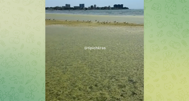 Algae in Anapa. Frame from the video https://t.me/tipichkras/80946 Algae in Anapa. Frame from the video https://t.me/tipichkras/80946