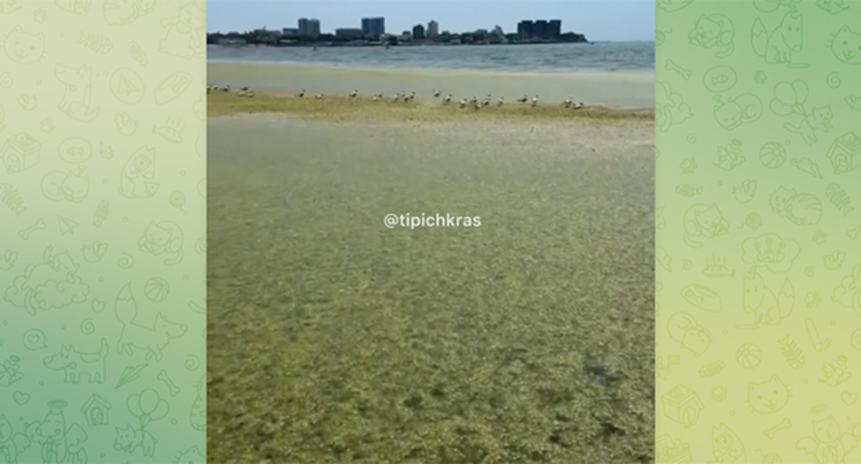 Algae in Anapa. Frame from the video https://t.me/tipichkras/80946