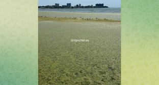 Internet users pointed out to the authorities of Anapa the unresolved problem with algae in the sea.