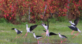 Birds in the ornithological park Imeretinskaya lowland. Screenshot from the park's website https://natureparks23.ru/ornitologicheskij-park#gallery-5