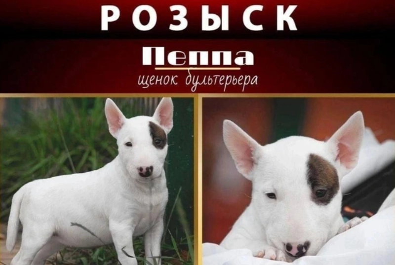 Announcement of the missing puppy named Peppa. Screenshot from "Fontanka" dated 17.09.25, https://www.fontanka.ru/2025/09/17/76033179/ Announcement of the missing puppy named Peppa. Screenshot from "Fontanka" dated 17.09.25, https://www.fontanka.ru/2025/09/17/76033179/