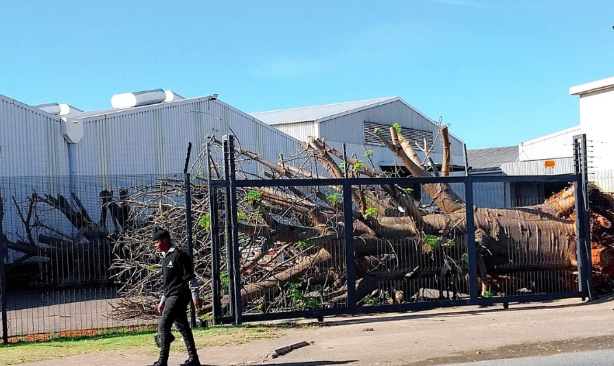 One of the baobabs on the warehouse premises in South Africa. Screenshot photo by Tony Carnie for Daily Maverick, https://www.dailymaverick.co.za/article/2026-10-25-baobab-trees-seized-in-durban-ship-warehouse-probe/ One of the baobabs on the warehouse premises in South Africa. Screenshot photo by Tony Carnie for Daily Maverick, https://www.dailymaverick.co.za/article/2026-10-25-baobab-trees-seized-in-durban-ship-warehouse-probe/