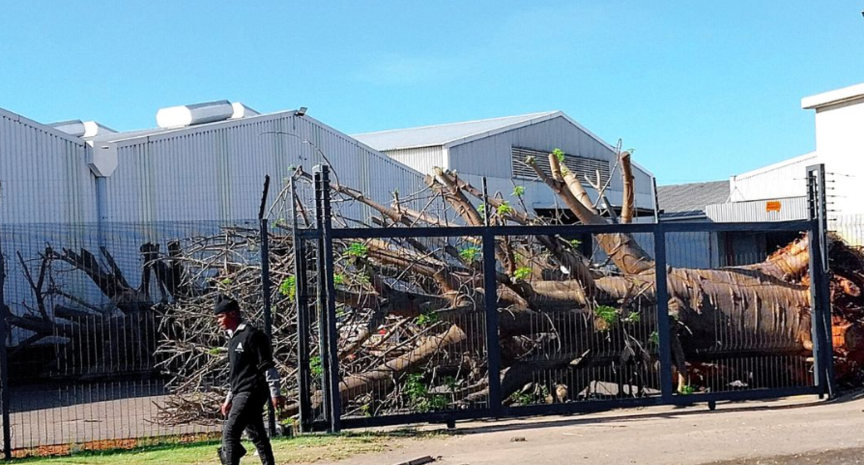 One of the baobabs on the warehouse premises in South Africa. Screenshot photo by Tony Carnie for Daily Maverick, https://www.dailymaverick.co.za/article/2026-10-25-baobab-trees-seized-in-durban-ship-warehouse-probe/